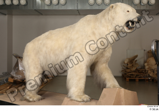 Polar bear whole body 0002.jpg